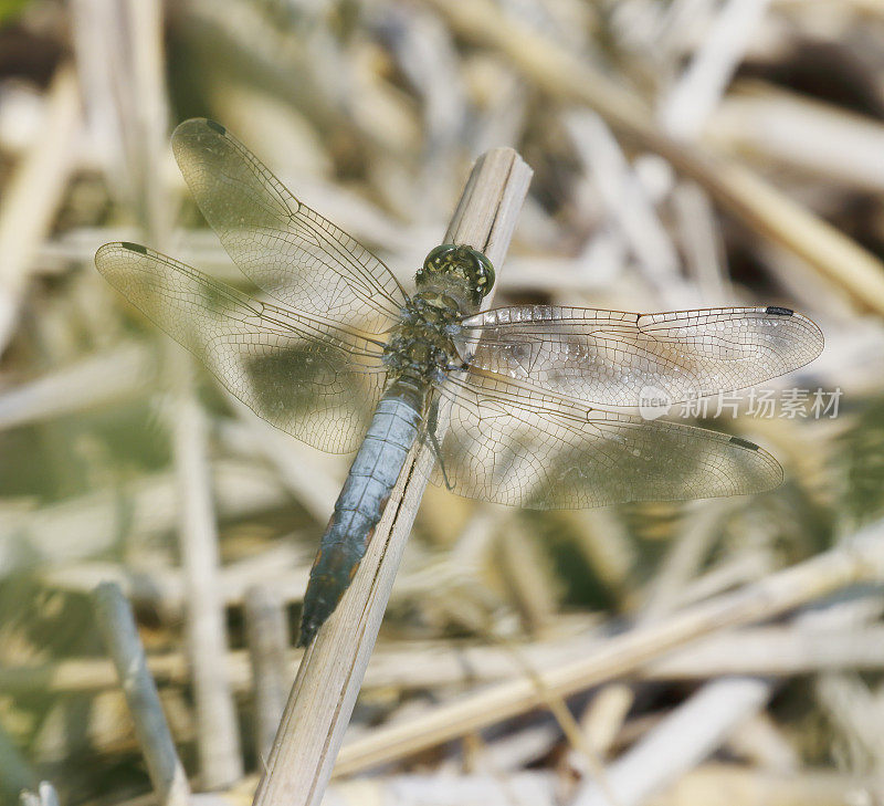 黑尾蜻蜓(Orthetrum cancellatum)雄性